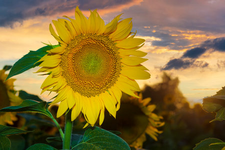 Beautiful Ukrainian sunflower with sunset sky on the baclgroundの写真素材