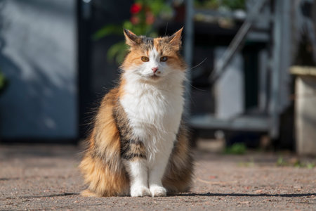 Funny playful cat sitting on the backyard. Young stray catの写真素材