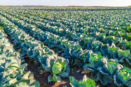 Endless farm field with cabbage harvest. Big cabbage heads on the fieldの写真素材