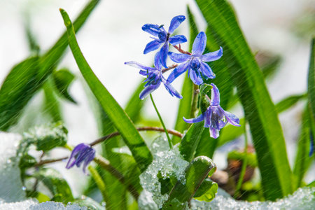 First beautiful spring wildfowers growing through snow. Springtime season weather. Creative macro photo of scilla bifolia.の写真素材