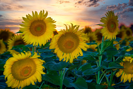 Sunflowers with sunset sky on the background. Sunflower field at the sunsetの写真素材
