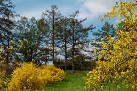 Yellow forsythia trees in the spring parkの写真素材