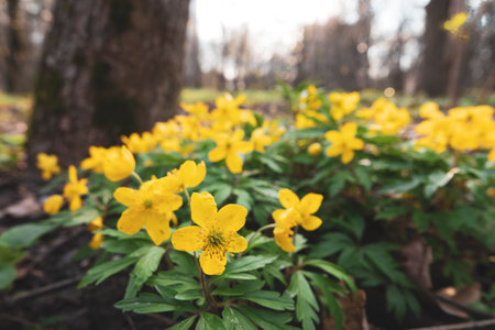 Beautiful yellow wildflowers on the park meadow in spring. Selective focusの写真素材