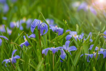 Beautiful spring flowers on the green lawnの写真素材