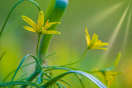 Close up of beautiful yellow spring Gagea wildflowers wit sun rays. Selective focusの写真素材