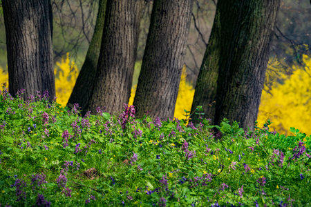 Spring wildflower meadow in the park. Fresh vibrant flowerbed.の写真素材