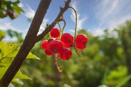 Ripe red currant berries on the branch. Fresh harvest in the garden. Healthy vitamines source