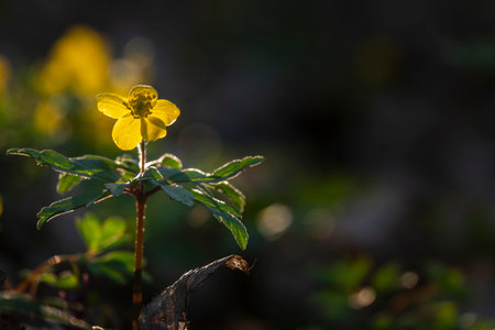 Beautiful yellow spring wildflower with backlight on the sunny meadow. Close up photo, selective focusの写真素材