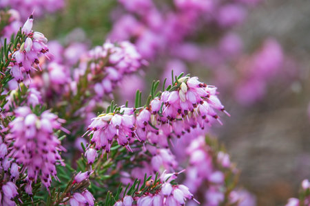 Close up photo of pink heather flowers. Selective focusの写真素材