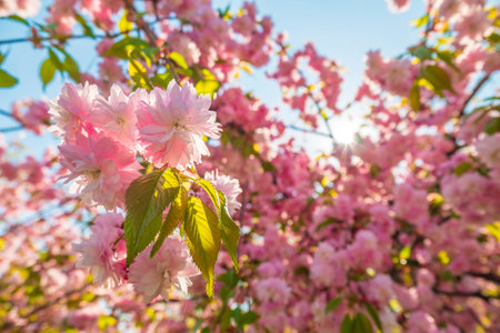 Amazing blooming sakura background. Colorful pink sakura flowers illuminated by the sunの写真素材