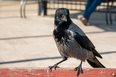 Portrait of funny young crow sitting on the park bench. Common city bird in Europeの写真素材