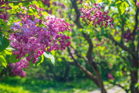 Sunny garden with blooming lilac flowers. Selective focus on flowersの写真素材
