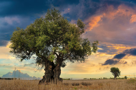 Beautiful olive tree at the sunset. Countryside landscape in Italyの写真素材