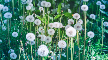 Dandelion field header. Fluffy dandelion flowers, vintage pale colorsの写真素材