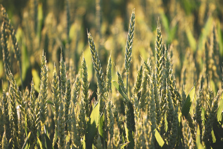 Ears of wheat illuminated by sun. Sunny wheat field. Selective focusの写真素材