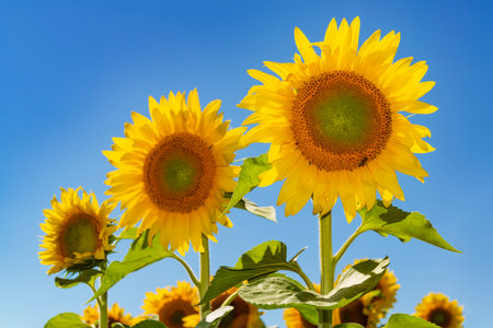 Three big blooming sunflowers with blue sky on the background. Selective focus on the biggest sunflower headの写真素材