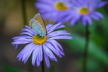 Small butterfly drinking nectar on the big purple flower. Macro photo, selective focus on butterflyの写真素材