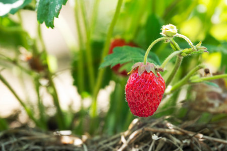 Strawberry growing in a sunny gardenの写真素材