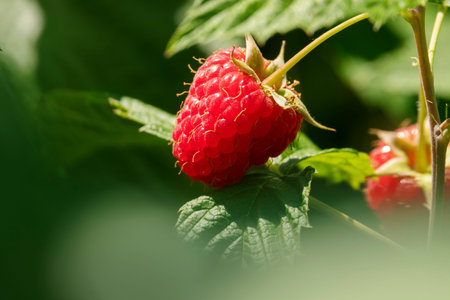 Fresh ripe juicy raspberry growing in a garden surrounded by green leaves