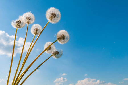 Bouquet of fluffy dandelions with blue sky and clouds on the backgroundの写真素材