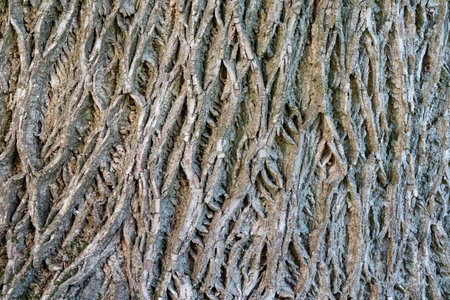 Natural walnut tree bark texture. Natural tree backgroundの写真素材