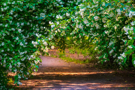 Beautiful jasmine flower arch in the parkの写真素材