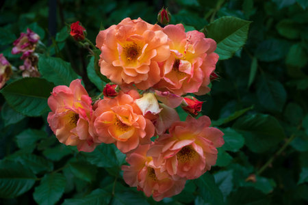 Beautiful pink roses bouquet. Blooming rose flower in the gardenの写真素材