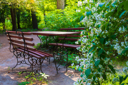 Park bench in the sunny park with white jasmine flowers on the foreground. Selective focus on flowersの写真素材