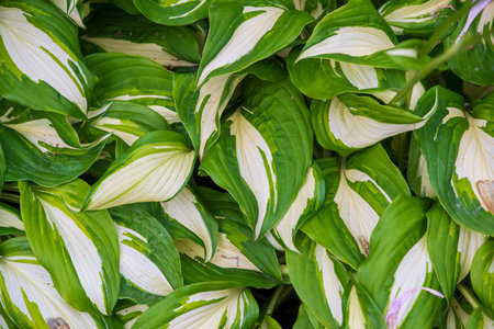 Green white hosta leaves floral backgroundの写真素材
