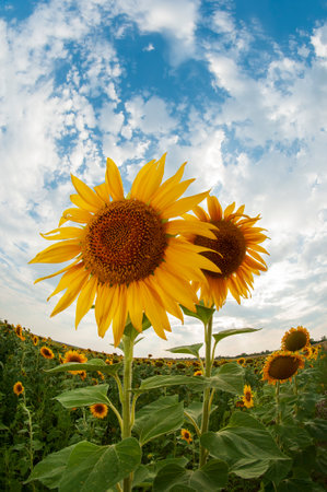 Portrait orientation photo of beautiful sunflowers taken with wide angle fish eye lens.の写真素材