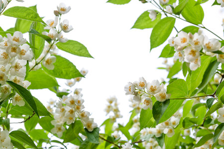 Beautiful blooming jasmin flowers frame background with copy spaceの写真素材