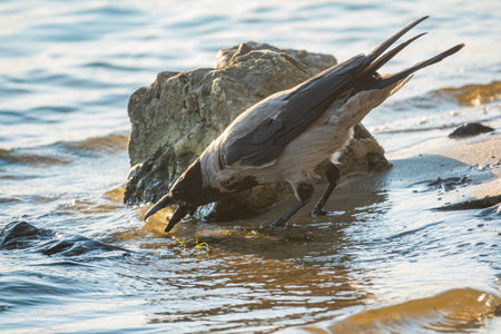 Funny crow drinks water in the river during hot summer. Animal survival during summer season and abnormal heatの写真素材