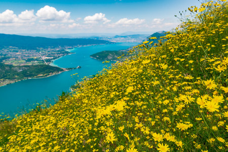 Blooming wildflowers on Annecy lake, France. Scenic view on the turquoisemountain lake from above with blooming yellow flowers on the foreground. Popular travel destination in France, Europe. Selective focus on flowersの写真素材