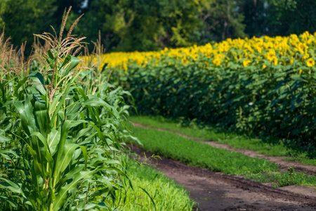Corn field and sunflower field. Selective focus on corn.の写真素材