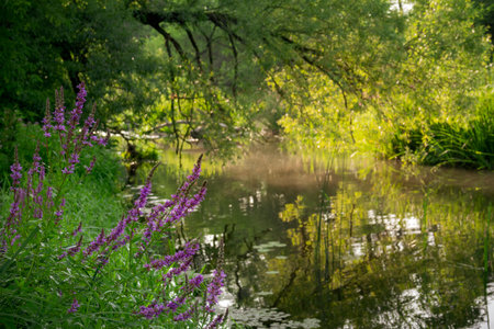 Small idyllic water stream in the morning with blooming wildflowers and tree reflections in the waterの写真素材