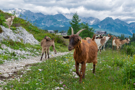 Herd of goats on alpine trail high in the mountains. Vogel, Sloveniaの写真素材