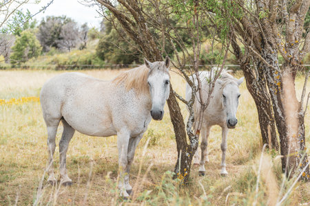 Beautiful white horses on the sunny pasture. Pair of horses grazing on the meadow in Provence, Franceの写真素材