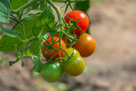 Young tomatoes growing in the garden. Popular vegetablesの写真素材