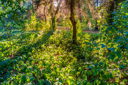 Dense wild forest. Trees and green plants illuminated by sun. Rainforest jungleの写真素材