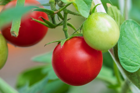 Home grown tomato harvest. Ripe and young tomatoes growing on the branchの写真素材