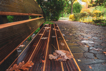 Wet wooden park bench with dry yellow oak leaves. Autumn scene in the park.の写真素材