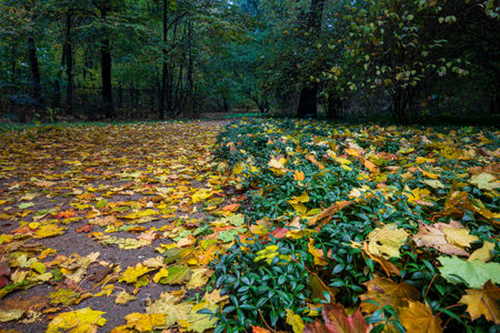 Park lane covered with fallen yellow maple leaves. Autumn weather in a rainy dayの写真素材