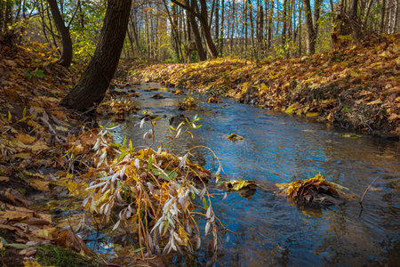 Small clear water stream in the autumn forest. Season specific forest scene. Small river and fallen autumn leavesの写真素材
