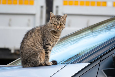 Grumpy stray cat sitting on the car hood. Homeless animal survival in the city environmentの写真素材