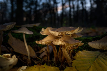 Mushroom harvest in the evening autumn forest.の写真素材
