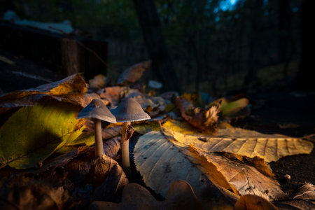 Pair of small mushrooms in the autumn forest. Creative macro photoの写真素材