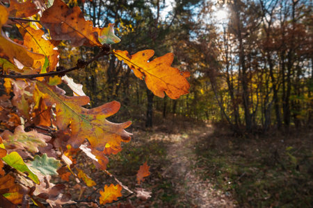 Beautiful footpath in the picturesque oak forest in autumn.の写真素材
