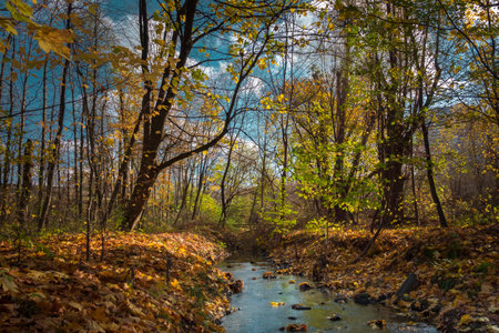 Vibrant autumn landscape. Small water stream in the bright sunny forestの写真素材
