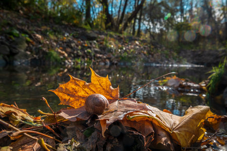 Autumn forest scene. Snail on the yellow autumn leaf. Selective focusの写真素材
