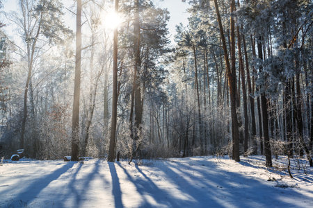 Morning scene in a winter forest with sun shining through pine treesの写真素材